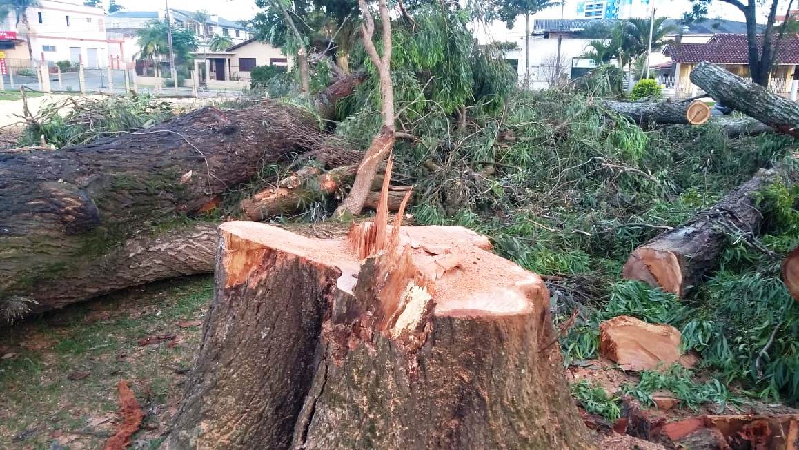 A nota oficial da prefeitura de Criciúma sobre o corte de árvores na Praça da Chaminé